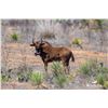 Image 1 : 1.2 Yearling Black Wildebeest