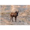 Image 2 : 1.2 Yearling Black Wildebeest