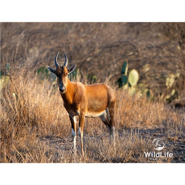 1.2 Yearling Blesbok