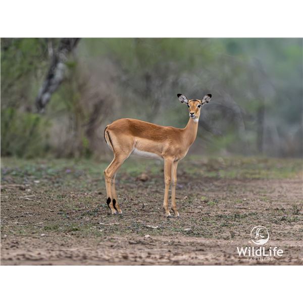 0.2 Yearling Impala