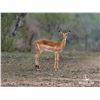 Image 1 : 0.2 Yearling Impala