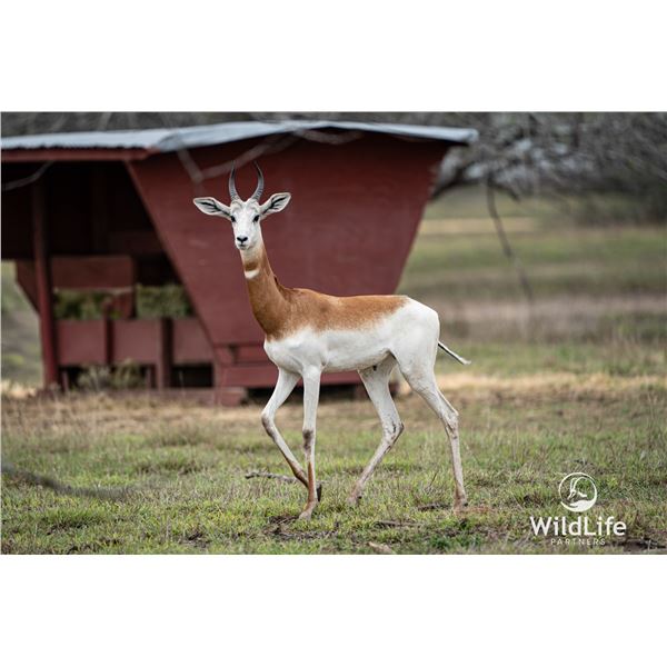 2.0 Yearling Dama Gazelle