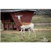 Image 1 : 2.0 Yearling Dama Gazelle