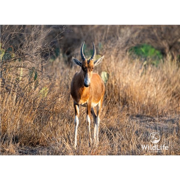 1.2 Yearling Blesbok