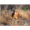 Image 1 : 1.2 Yearling Blesbok