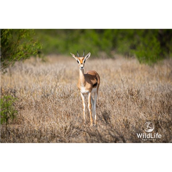 0.3 Yearling Grant's Gazelle