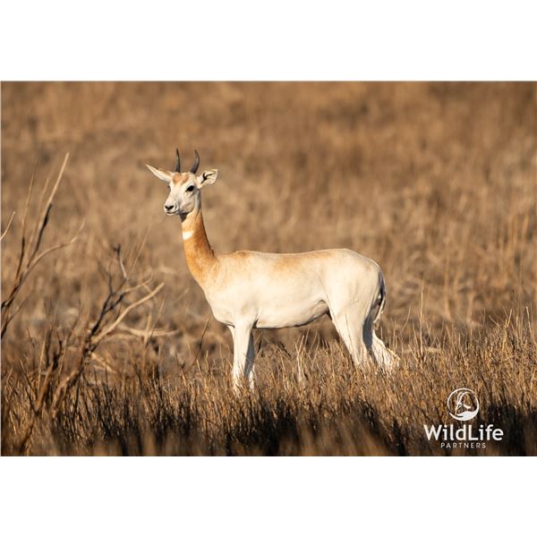 0.2 Yearling Dama Gazelle