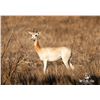 Image 1 : 0.2 Yearling Dama Gazelle