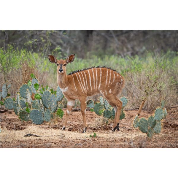 0.2 Yearling Nyala