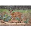 Image 1 : 0.2 Yearling Nyala