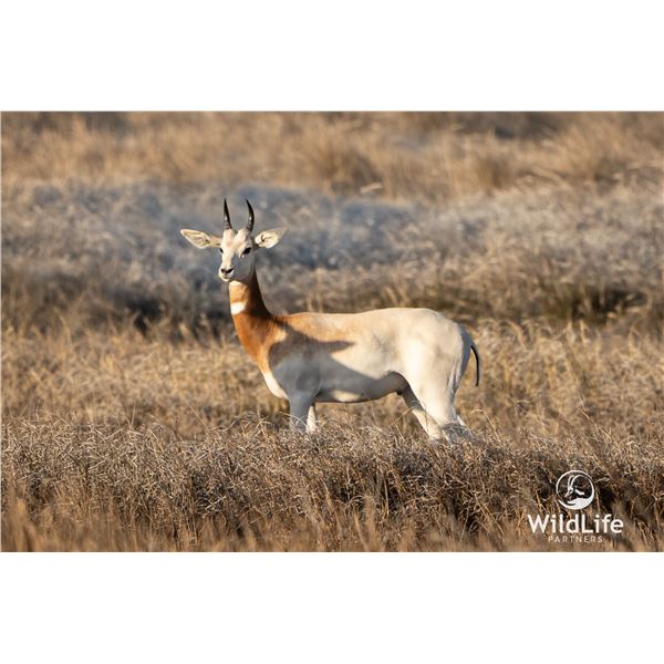 2.0 Yearling Dama Gazelle