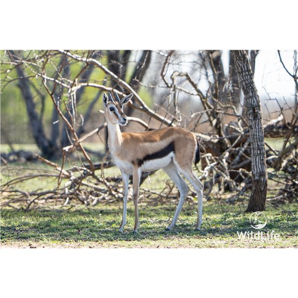 0.2 1.5 Year Old Thomson's Gazelle