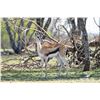 Image 1 : 0.2 1.5 Year Old Thomson's Gazelle