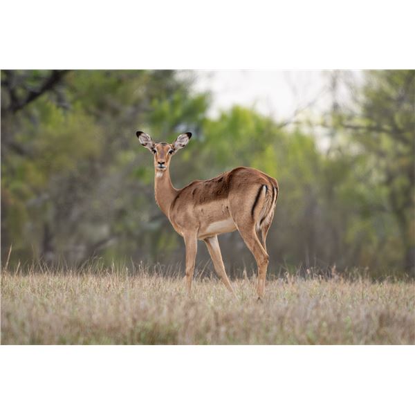 0.3 Yearling Impala