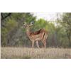 Image 1 : 0.3 Yearling Impala