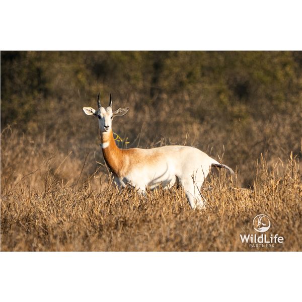 2.0 Yearling Dama Gazelle