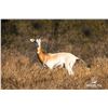 Image 1 : 2.0 Yearling Dama Gazelle