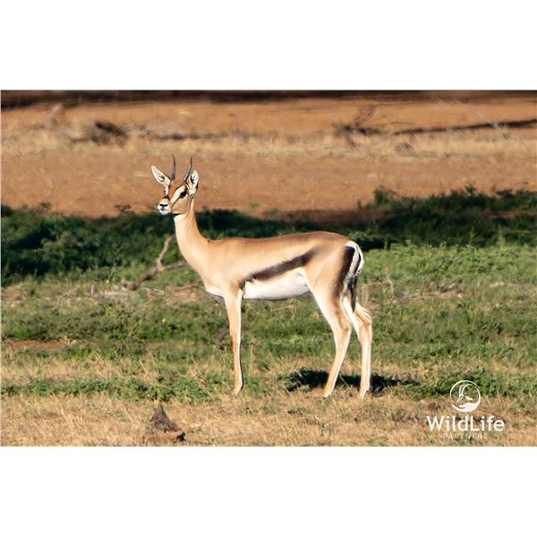 0.2 Yearling Grant's Gazelle