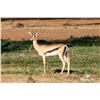Image 1 : 0.2 Yearling Grant's Gazelle