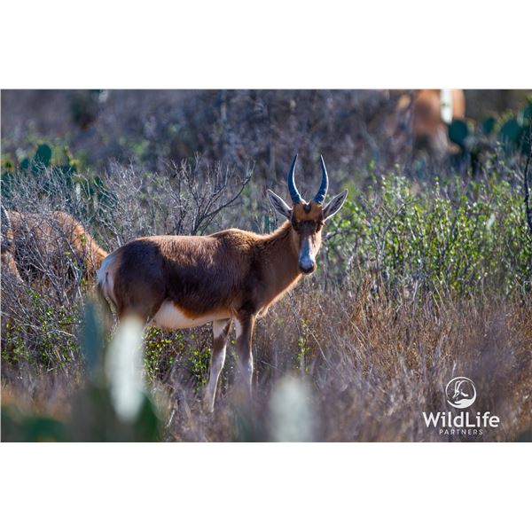 1.2 Yearling Blesbok