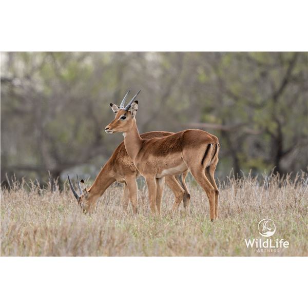 2.0 Yearling Impala