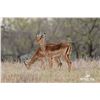 Image 1 : 2.0 Yearling Impala