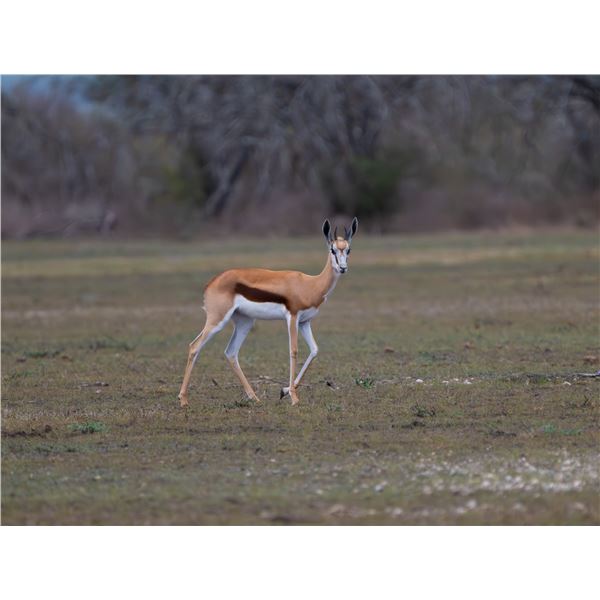 0.3 Yearling Springbok