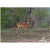 Image 1 : 1.2 Yearling Impala