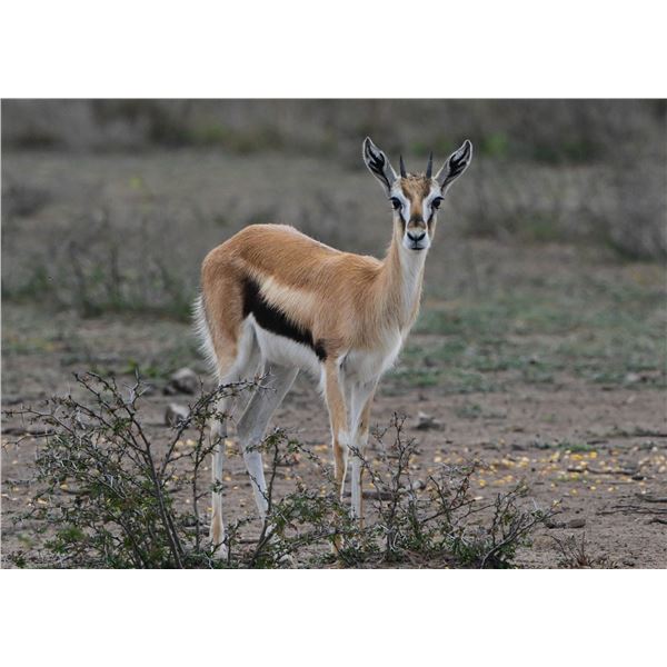 0.3 Thomson's Gazelle