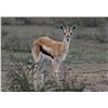 Image 1 : 0.3 Thomson's Gazelle