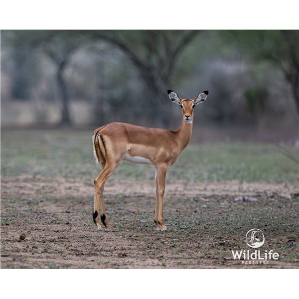 1.2 Yearling Impala