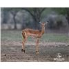 Image 1 : 1.2 Yearling Impala