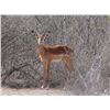 Image 2 : 1.2 Yearling Impala