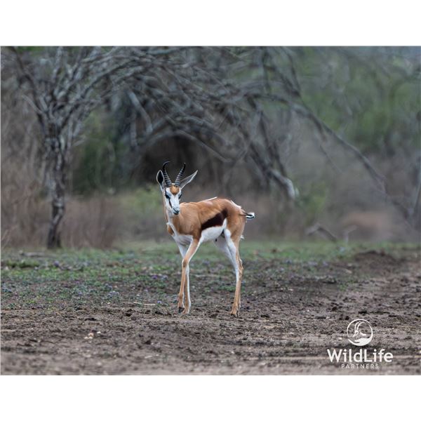 1.2 Springbok