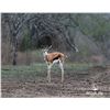 Image 1 : 1.2 Springbok