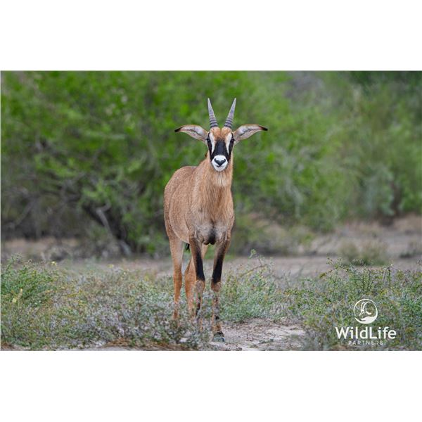 2.0 1.5 Year Old Roan