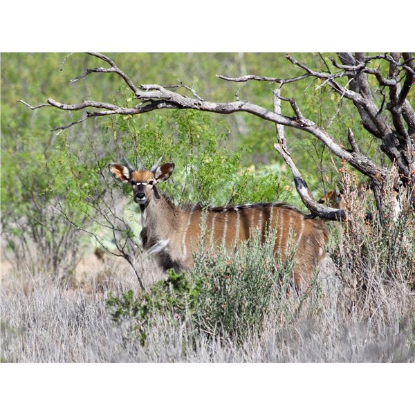 2.0 Yearling Nyala