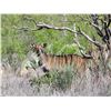 Image 1 : 2.0 Yearling Nyala
