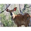 Image 2 : 2.0 Yearling Nyala