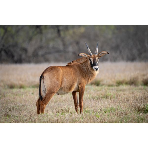 1.0 1.5 Year Old Roan