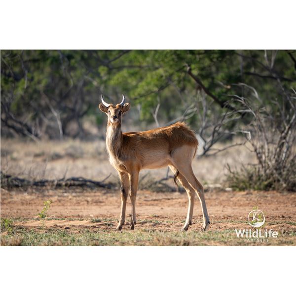 1.0 Yearling Nile Lechwe