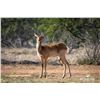 Image 1 : 1.0 Yearling Nile Lechwe