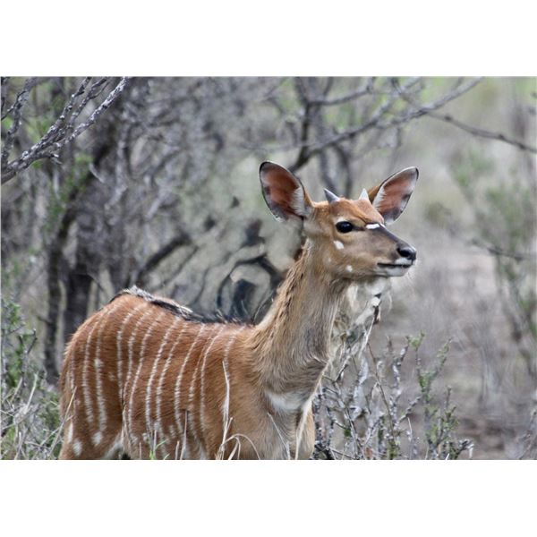 2.0 Yearling Nyala