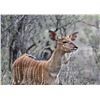 Image 1 : 2.0 Yearling Nyala