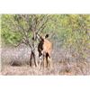 Image 2 : 2.0 Yearling Nyala
