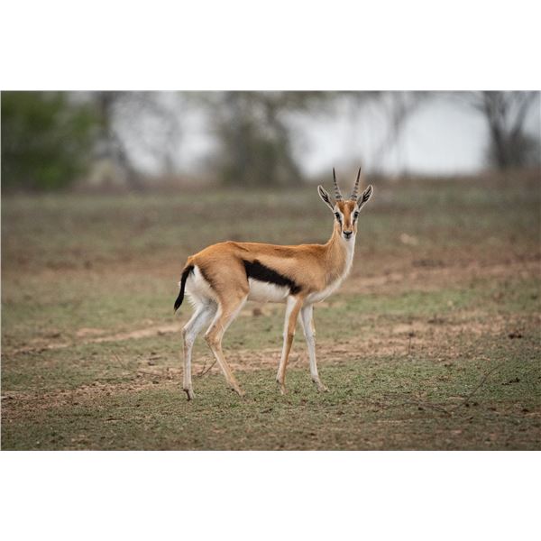 2.0 Yearling Thomson's Gazelle