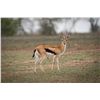 Image 1 : 2.0 Yearling Thomson's Gazelle