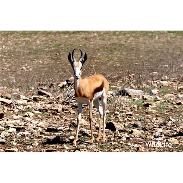 1.0 Yearling Springbok