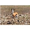 Image 1 : 1.0 Yearling Springbok