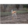 Image 1 : 1.0 Springbok